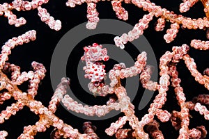 Pygmy seahorse Hippocampus bargibanti Lembeh Strait, Indonesia