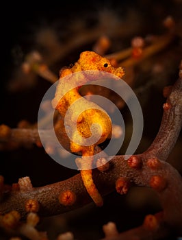 Pygmy Seahorse on Nudi Retreat 2