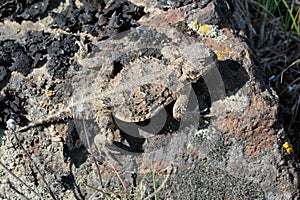 Pygmy Short-horned Lizard - Phrynosoma douglasii