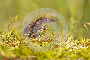 Pygmy shrew looking in natural environment photo