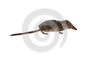 Pygmy shrew on white background