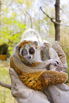 Pygmy slow loris (Nycticebus pygmaeus)