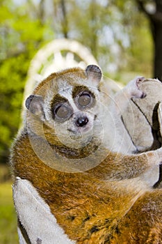 Pygmy slow loris (Nycticebus pygmaeus)