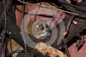 Pygmy slow loris