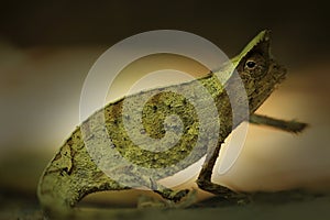 Pygmy stump-tailed chameleon