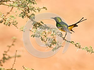 The Pygmy Sunbird