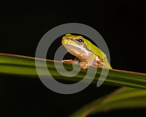 Pygmy tree frog