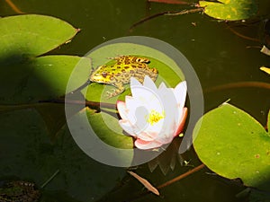 Pygmy water-lily and Edible frog on the leaf