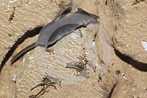 Pygmy white-toothed shrew photo