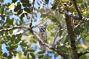 Pygmy woodpecker