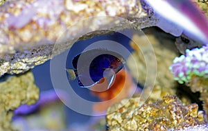 Pygmy Yellowtail Angelfish - Centropyge flavicauda photo