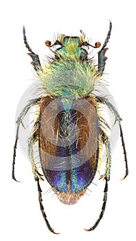 Pygopleurus humeralis