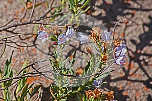 Pyjama Bush (Lobostemon fruticosus) 12661