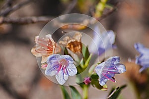 Pyjama Bush (Lobostemon fruticosus) 12662