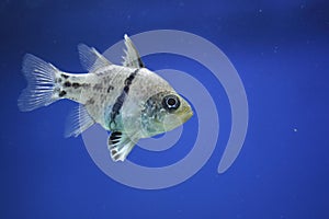 Pyjama cardinalfish