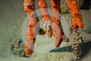 Pyjama chromdorid (chromodoris quadricolor)