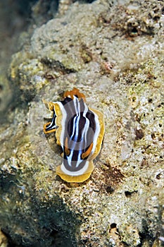 pyjama chromdorid (chromodoris quadricolor)