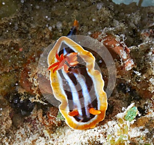 Pyjama chromodorid