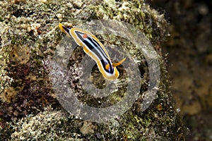 Pyjama chromodorid (chromodoris quadricolor).