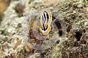 Pyjama chromodorid (chromodoris quadricolor).