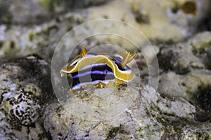 A Pyjama chromodorid nudibranch sea slug