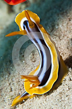 Pyjama chromodoris