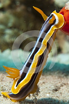 Pyjama chromodoris