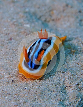 Pyjama Nudibranch Chromodorid Red Sea