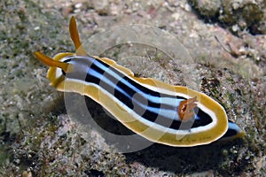 A Pyjama Nudibranch Chromodoris Quadcolour