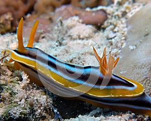 A Pyjama Nudibranch Chromodoris Quadcolour in the Red Sea