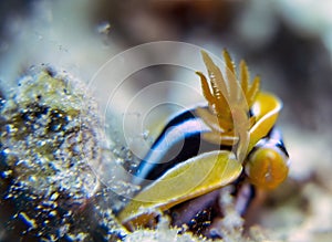 A Pyjama Nudibranch Chromodoris Quadcolour in the Red Sea