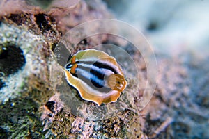 A Pyjama Nudibranch Chromodoris Quadcolour in the Red Sea