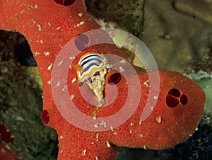 A Pyjama Nudibranch (Chromodoris Quadcolour) in the Red Sea