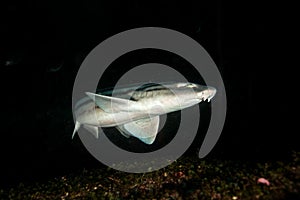 Pyjama shark, poroderma africanum, South Africa