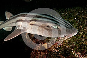 Pyjama shark, poroderma africanum, South Africa