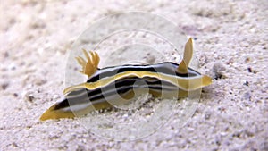 Pyjama slug Chromodoris quadricolor on sandy bottom underwater Red sea.