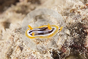 Pyjama slug on a tropical reef