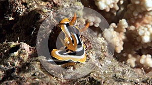 Pyjama slug underwater Red sea.