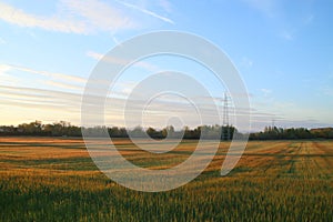 Pylon and cables over a cereal field in April in Paracuellos de Jarama, Spain.