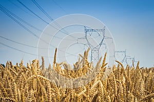 Pylons of Electricity power grid in wheat field