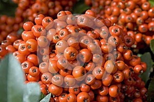 Pyracantha