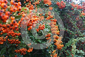 Pyracantha angustfolia bush in a botanical garden