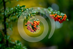 pyracantha angustfolia ( narrowleaf firethorn) in autumn