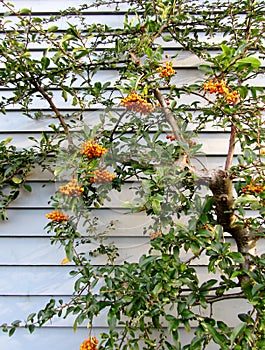 Pyracantha angustifolia or narrowleaf firethorn shrub with orange berries against blue wall