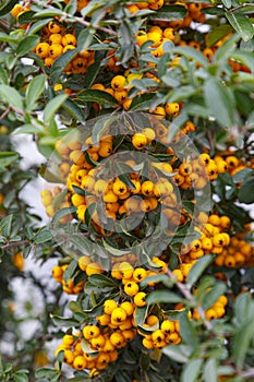 Pyracantha branch with orange berry-like pomes