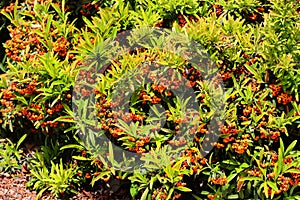 Pyracantha bushes with orange colored berries