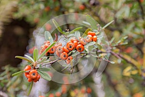 Pyracantha close up