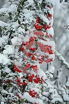 Pyracantha coccinea