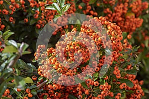 Pyracantha coccinea scarlet red firethorn ornamental shrub, orange group of fruits hanging on autumnal shrub