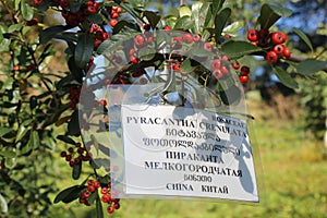 Pyracantha crenulata, the Nepalese firethorn photo